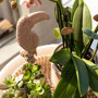 Roze orchidee, Rhipsalis en succulent in rieten schaal